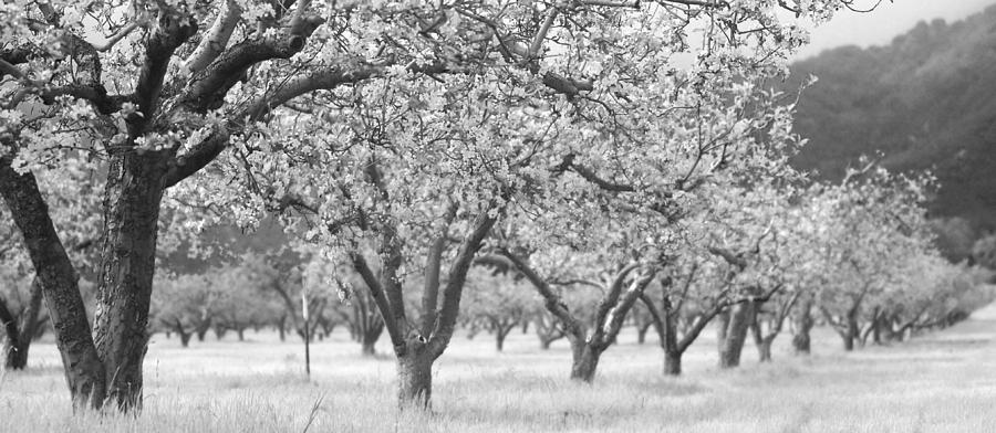 Tree Photograph - Colorless Cherry Blossoms by Scott Campbell