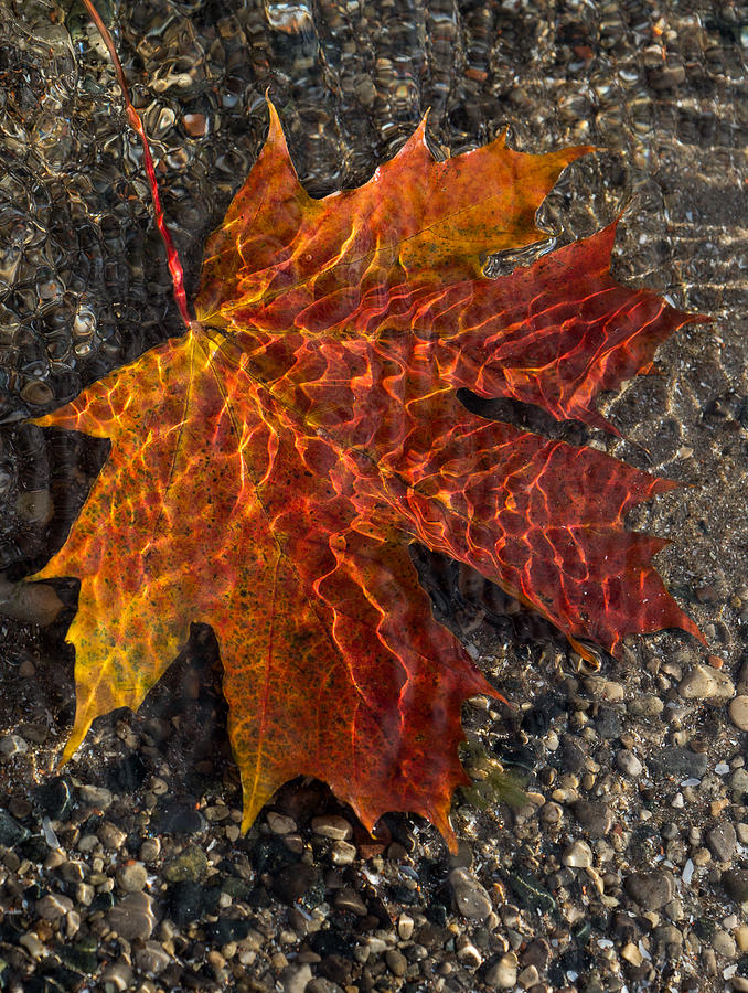 Colors and Patterns - Charming Maple Leaf Photograph by Georgia Mizuleva