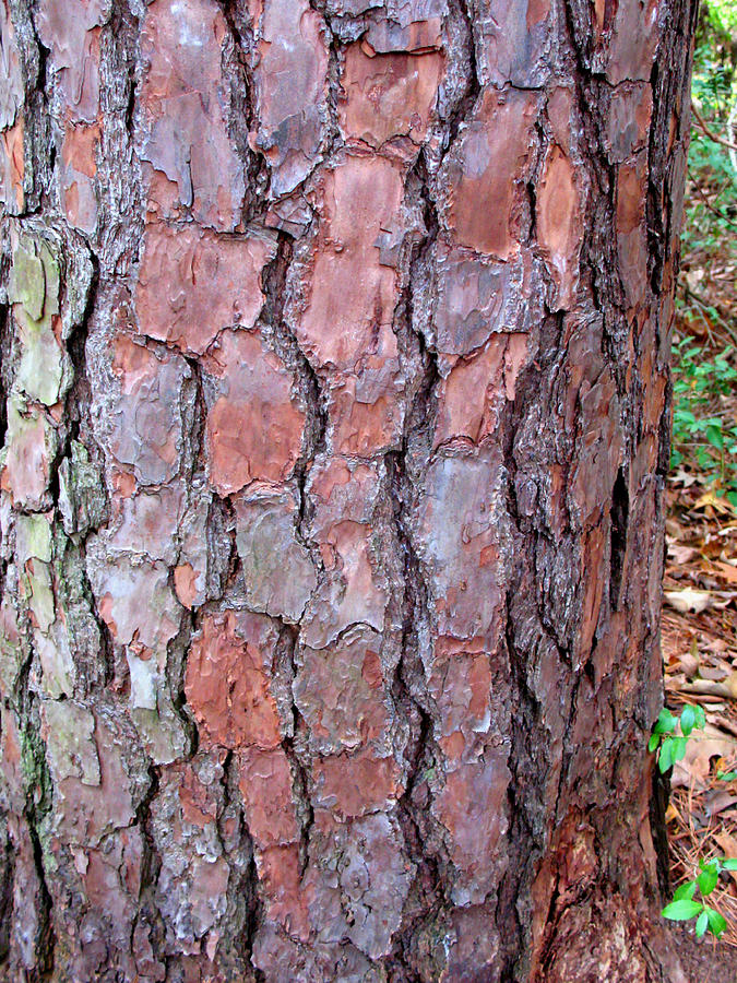 Colors and Patterns of Pine Bark Photograph by Connie Fox