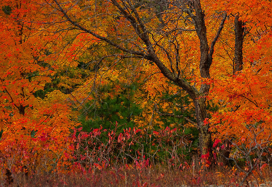 Colors Photograph by Dennis Early - Fine Art America