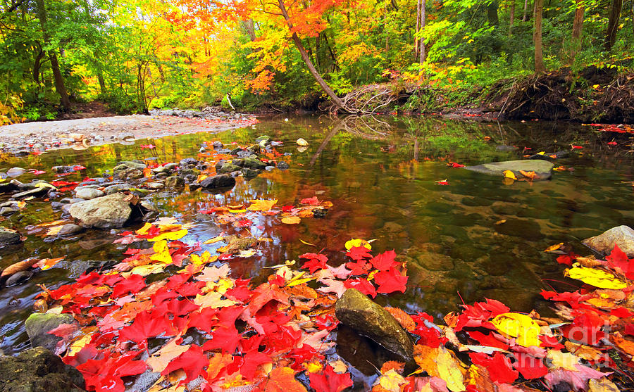 Colors in Maple Forest Photograph by Charline Xia