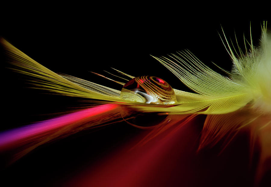 Feather Photograph - Colors In The Drop by Aida Ianeva