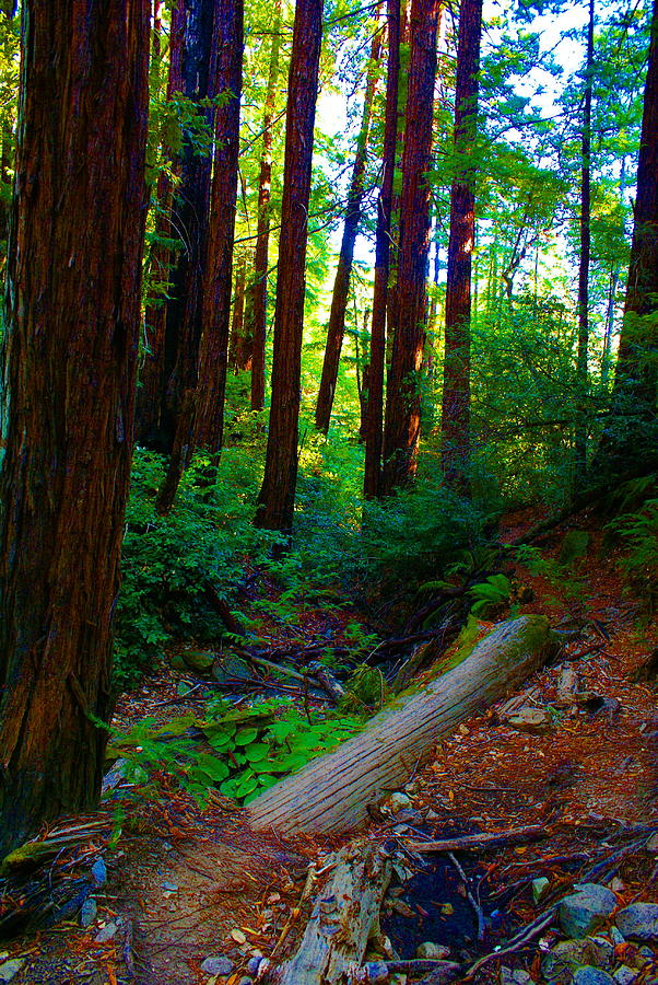 Colors in the Forest on Tam Photograph by Ben Upham III