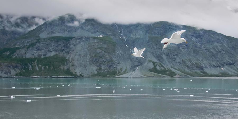 Colors of Alaska - Glacier Bay Photograph by Natalie Rotman Cote