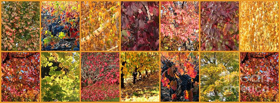 Colors of Autumn Collage Photograph by Carol Groenen