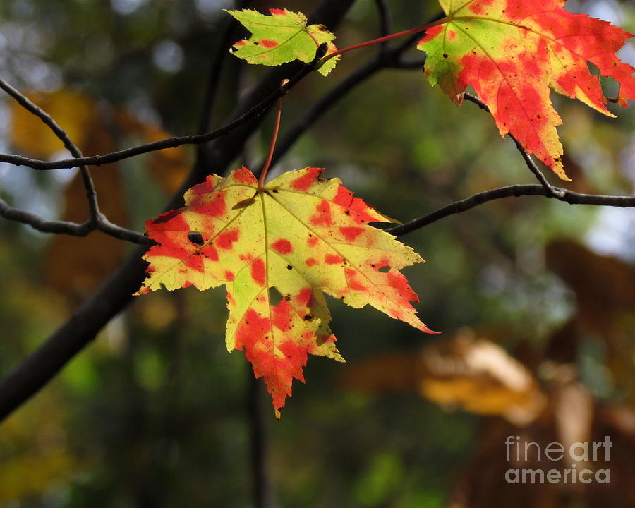 Colors of Autumn III Photograph by Lili Feinstein