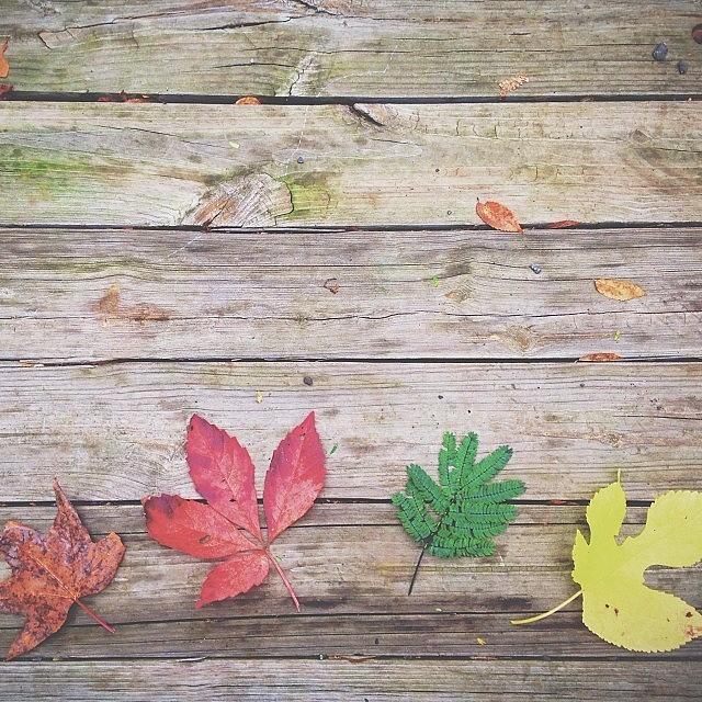 Colors Of Autumn In Little Rock 🍂 Photograph by Taylor Flynn