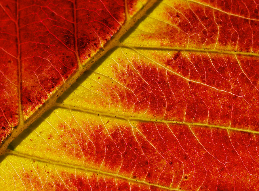 Colors Of Autumn Photograph by Meir Ezrachi