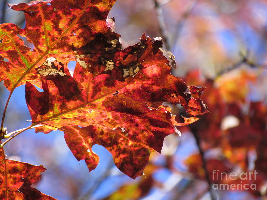Colors of Autumn V Photograph by Lili Feinstein
