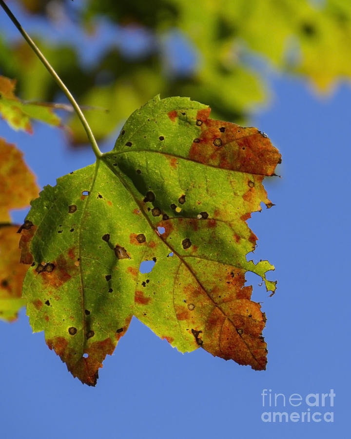 Colors of Autumn XI Photograph by Lili Feinstein