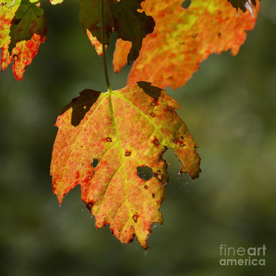 Colors of Autumn XII Photograph by Lili Feinstein