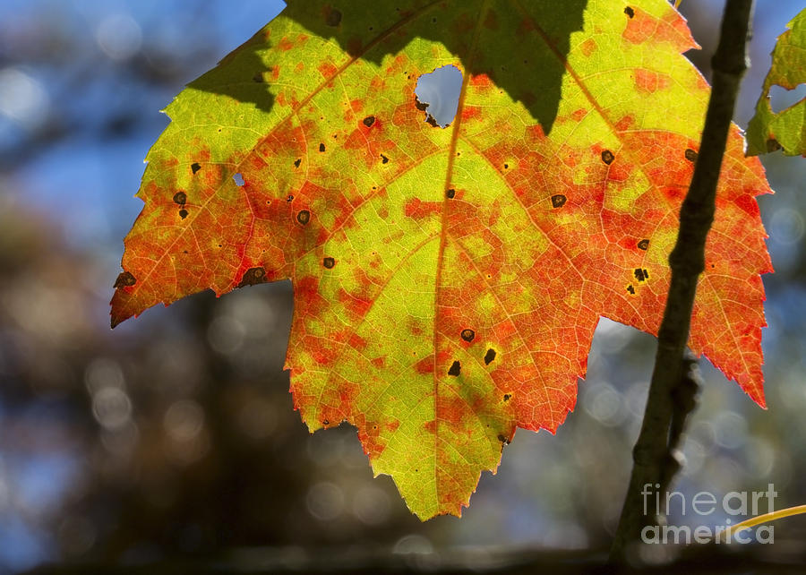 Colors of Autumn XIII Photograph by Lili Feinstein