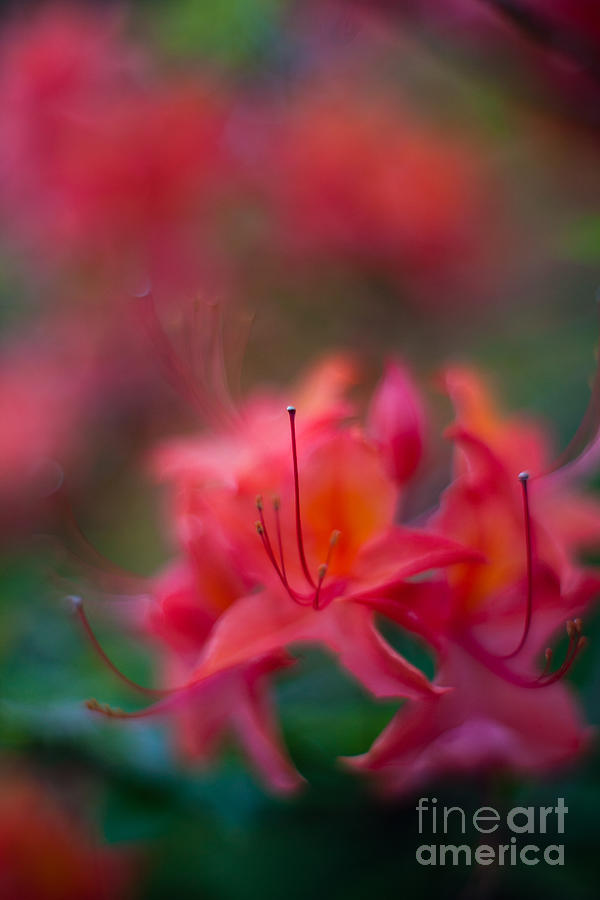 Colors of Azalea Way Photograph by Mike Reid
