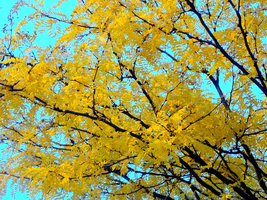 Colors of Fall 1 Photograph by Deborah  Crew-Johnson