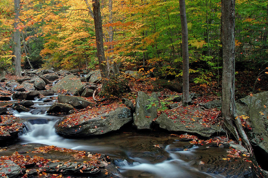 Colors Of Fall Photograph by Dan Myers