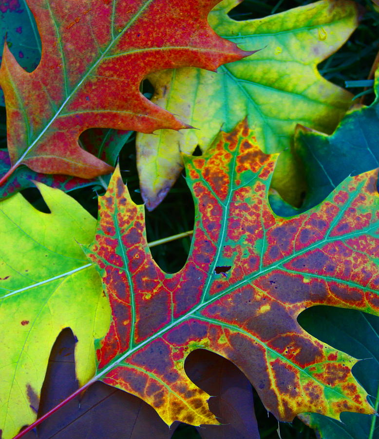 colors of autumn leak