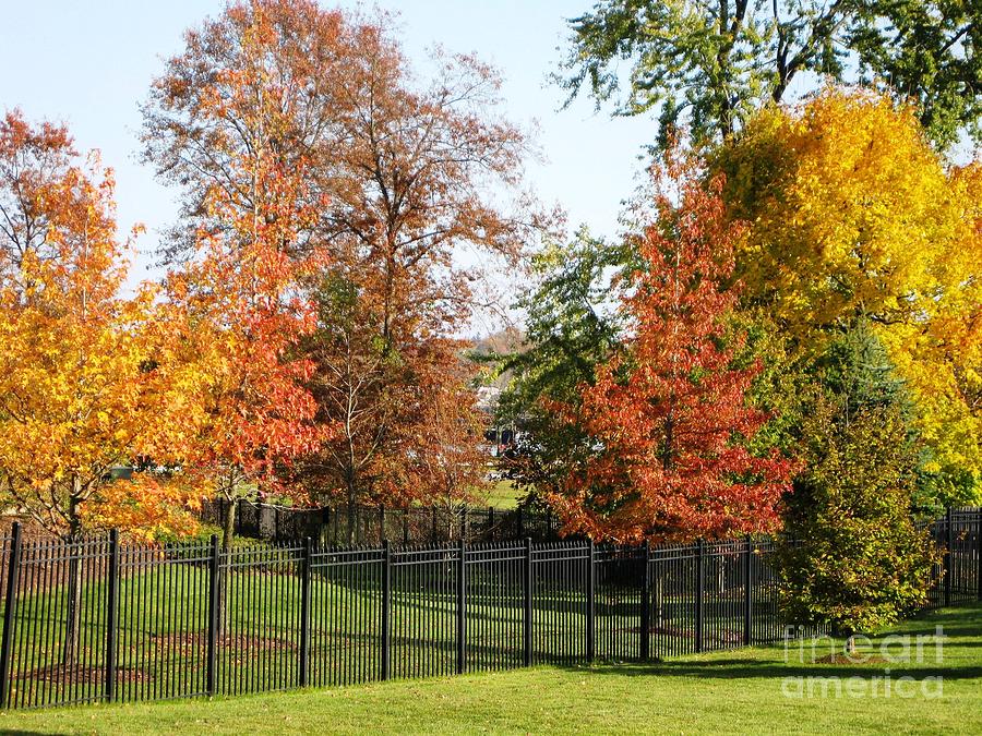 Colors of Fall Photograph by Judy Palkimas