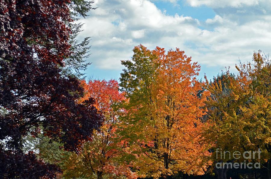 Colors Of Fall Photograph by Judy Wolinsky