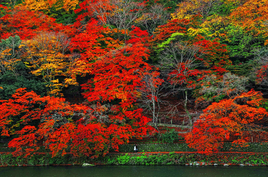 Colors of Fall Photograph by Midori Chan