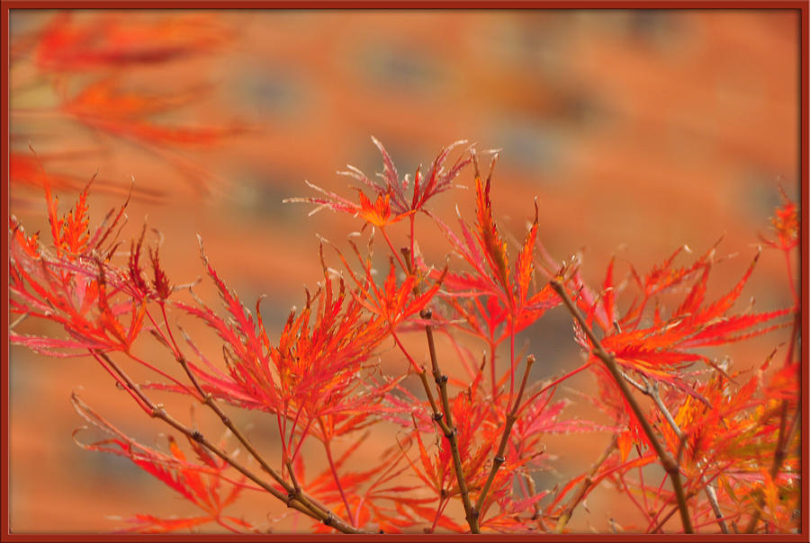 Colors of Fall Photograph by Mischelle Lorenzen