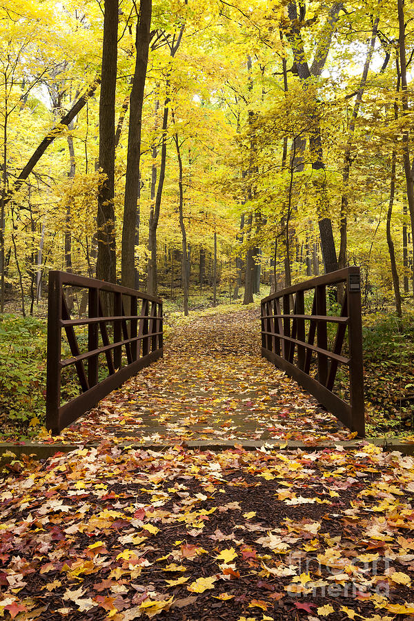 Colors of Fall Photograph by Patty Colabuono