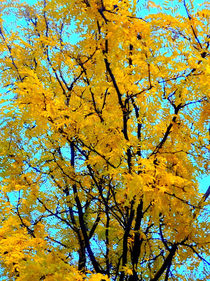 Colors of Fall - Smatter Photograph by Deborah  Crew-Johnson