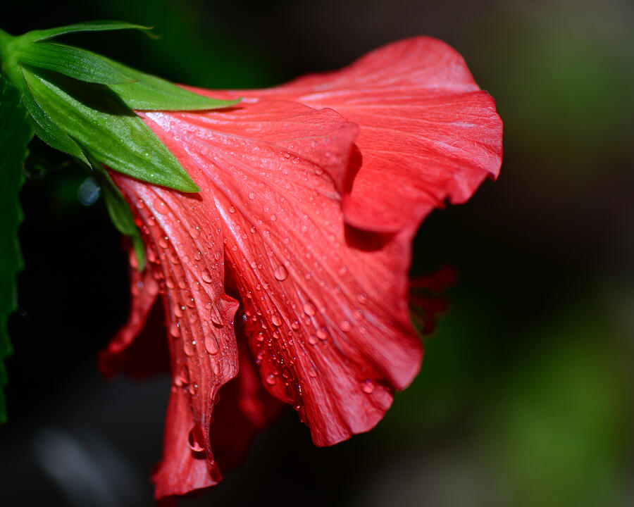 Colors of Love. Red Hibiscus Flower Photograph by Connie Fox