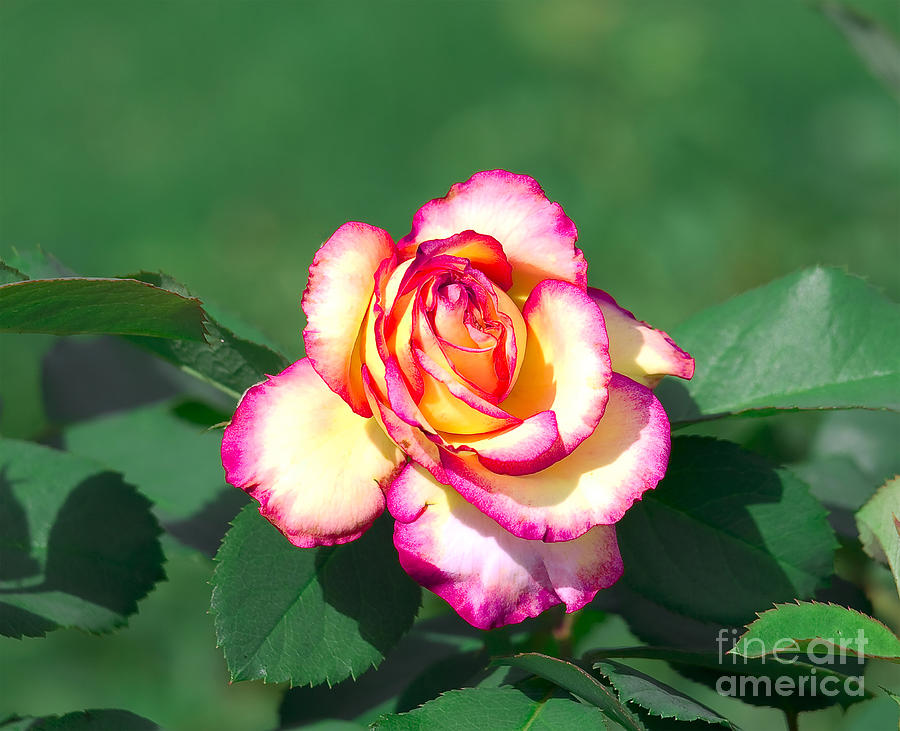 Summer Photograph - Colors Of Nature by Candy Frangella