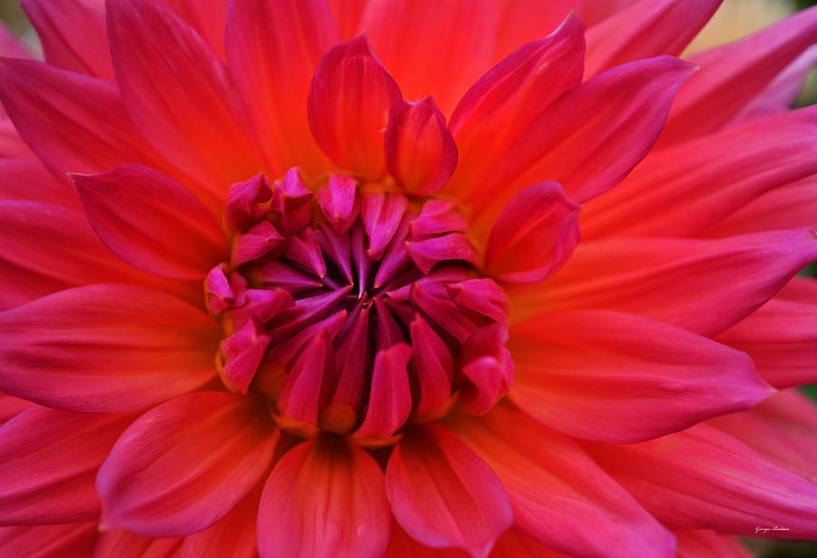 Colors of Nature - Glowing Dahlia Photograph by George Bostian