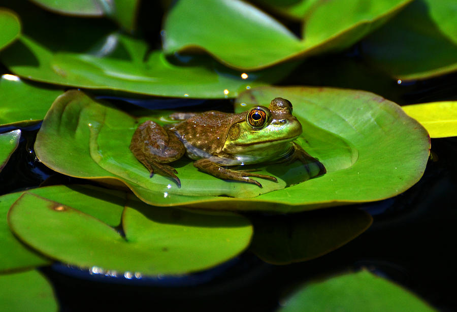 Colors Of Nature - Green Frog 006 Photograph by George Bostian