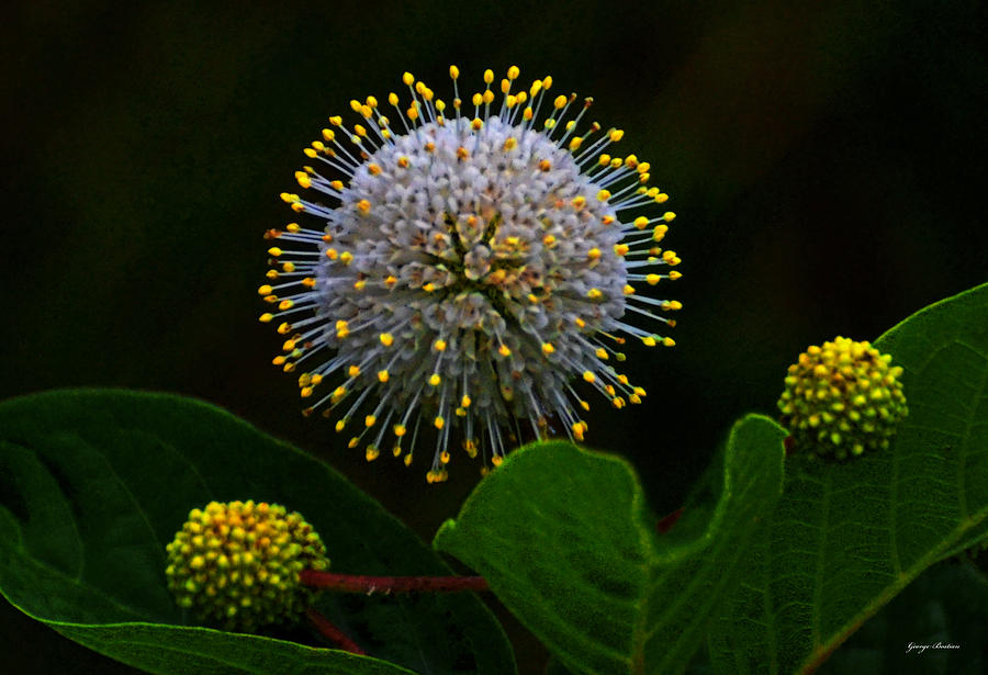 Colors Of Nature - Natures Fireworks 007 Photograph by George Bostian