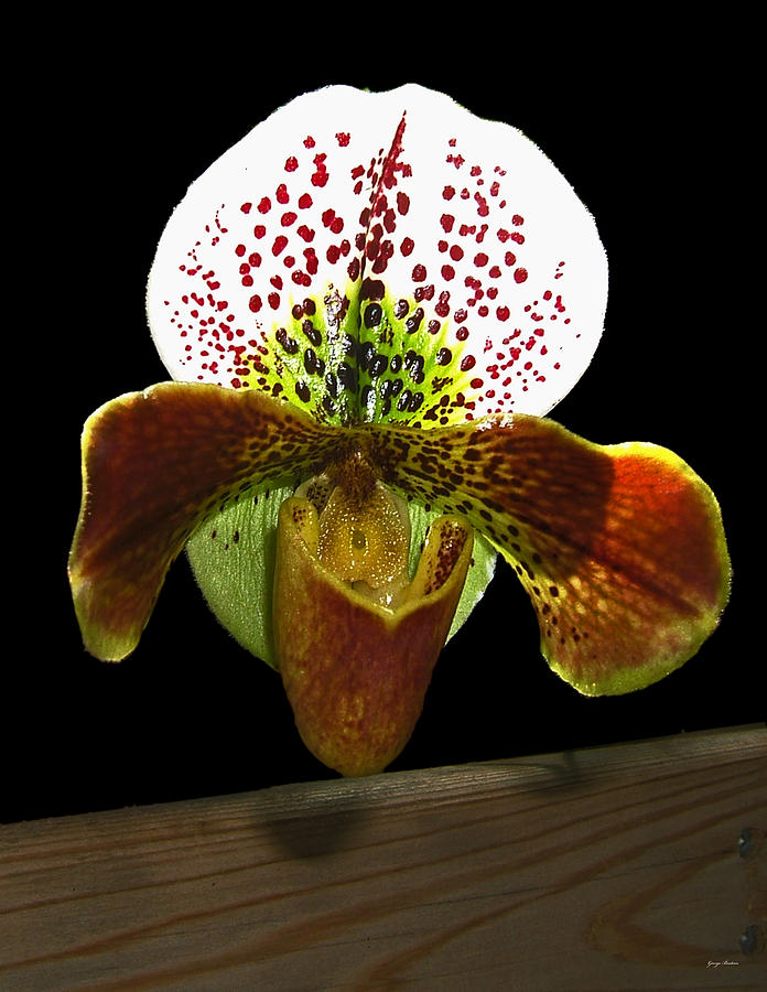 Colors of Nature - Orchid 004 Photograph by George Bostian