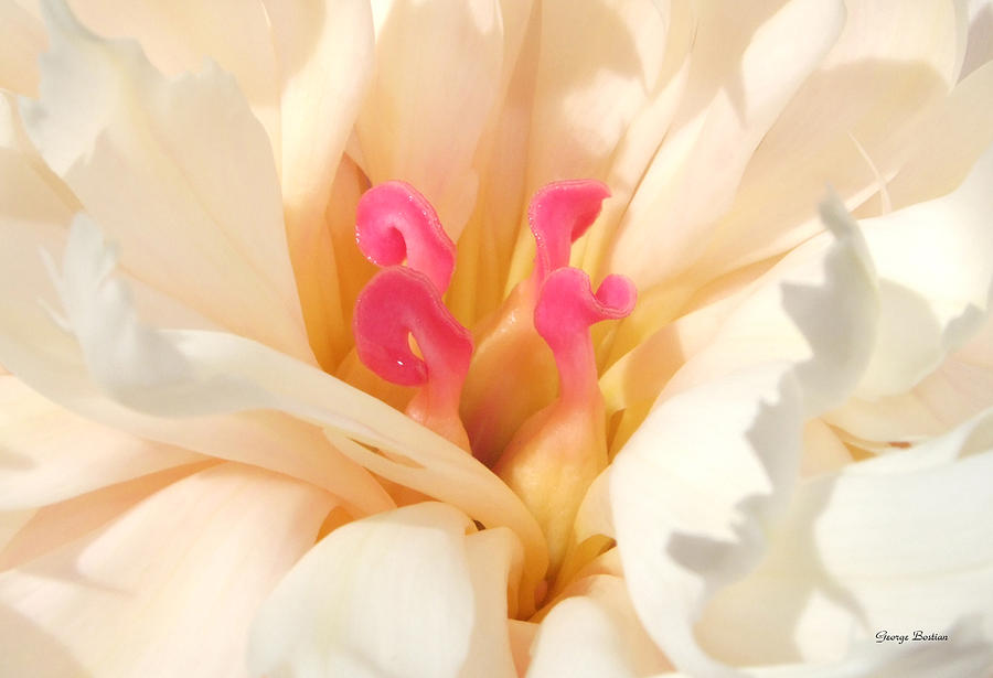 Colors of Nature - Pink Centerpiece Photograph by George Bostian