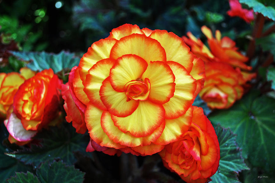 Colors Of Nature - Red And Yellow Begonia  001 Photograph by George Bostian