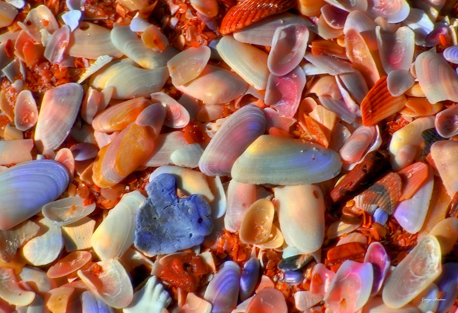Colors Of Nature - Shells On The Beach 007 Photograph by George Bostian