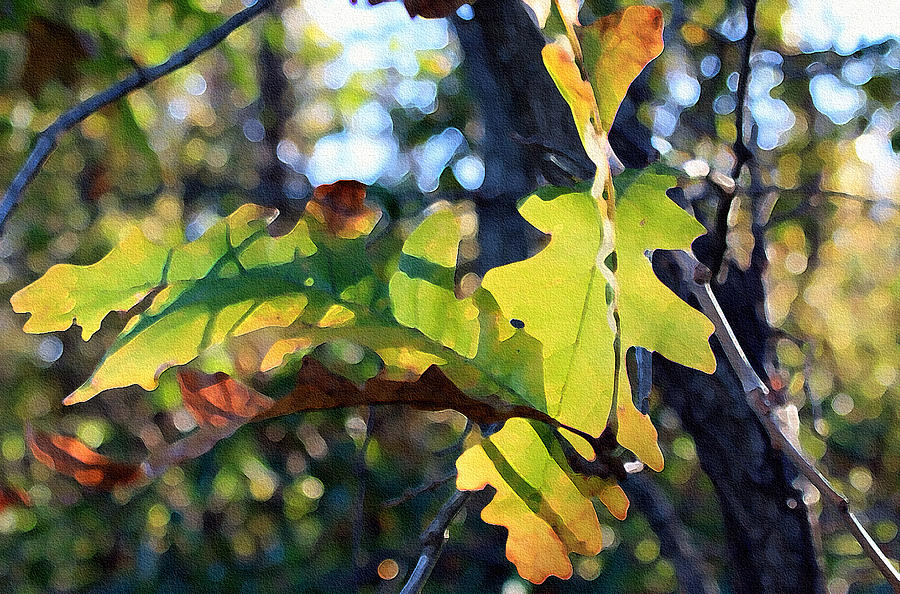 Colors of Oak Leaves Photograph by Ellen Tully