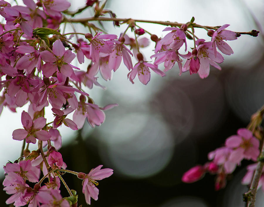 Colors of Spring - Cherry Blossoms Photograph by Jordan Blackstone