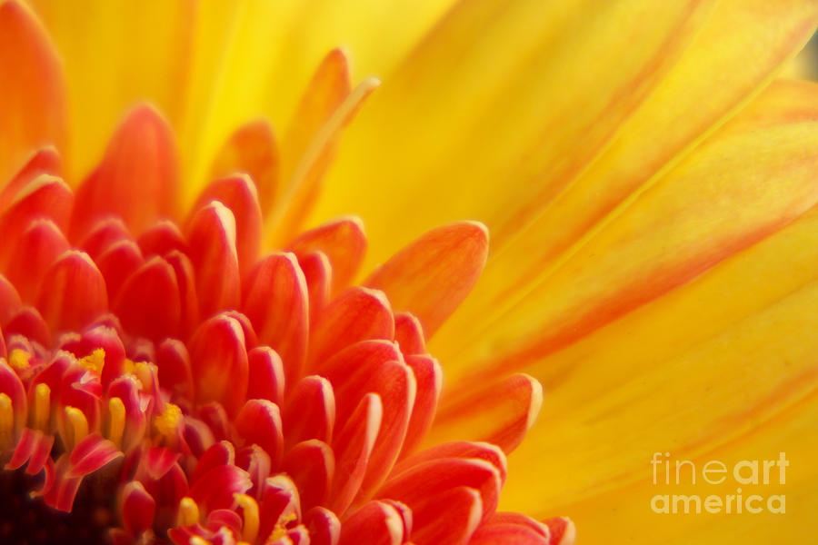 Colors of summer Photograph by Angela Doelling | Fine Art America