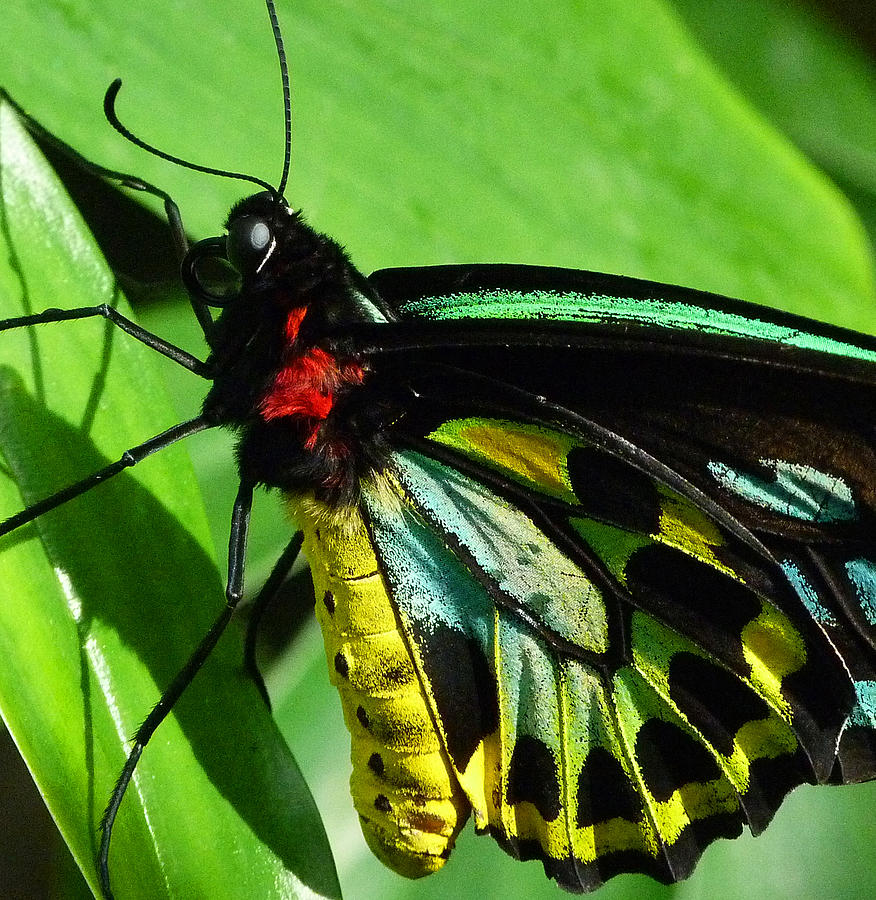 Colors Of The Cairns Birdwing Butterfly Photograph by Margaret Saheed