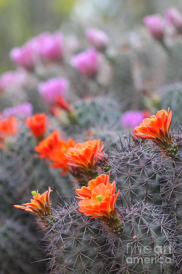 Nature Photograph - Colors of the desert by Ruth Jolly