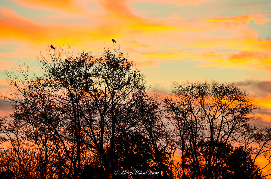 Bird Photograph - Colors of the Morning  by Mary Hahn Ward