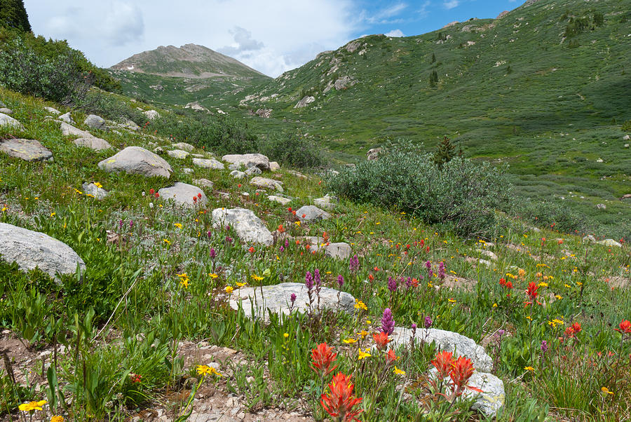 Colors of the Rainbow - Colorado Mountain Summer Photograph by Cascade ...