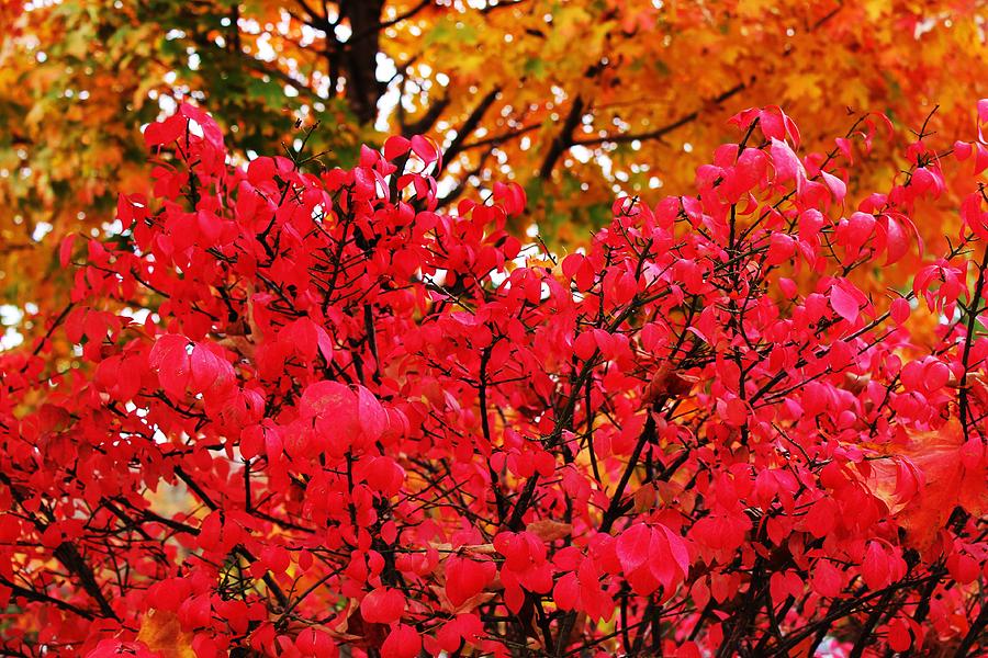 Fall Photograph - Colors of the Season by Alina Skye