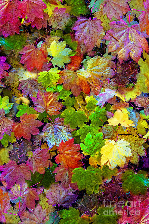 Colors of the Season Photograph by Sonya Lang