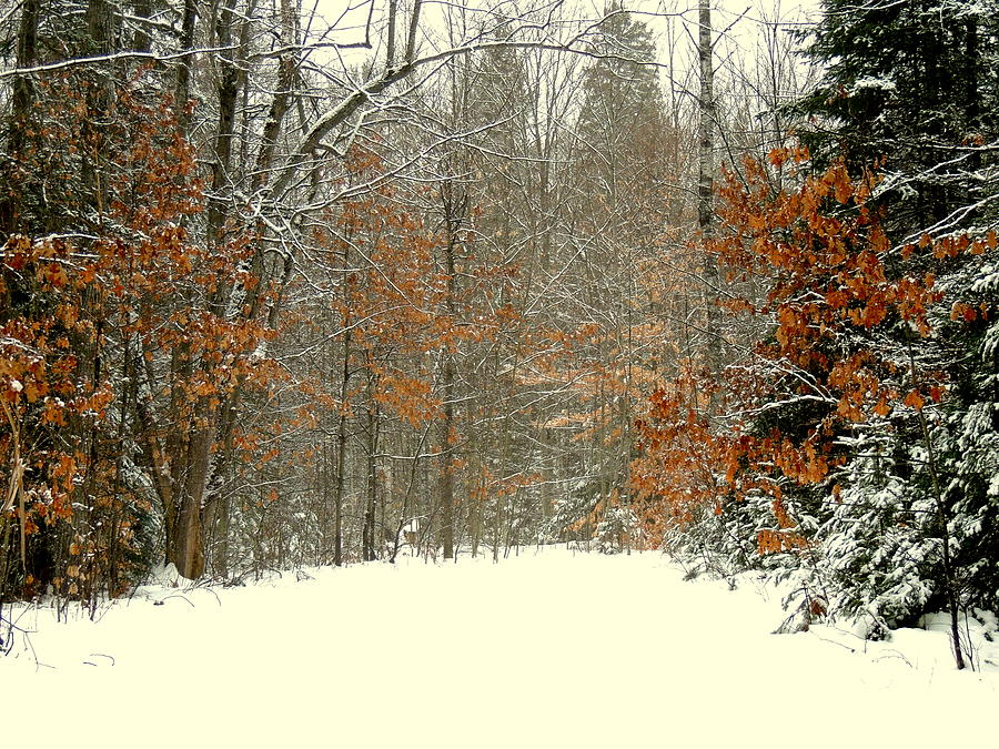 Tree Photograph - Colors of the Winter by Amalia Jonas