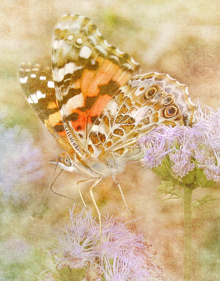 Butterfly Photograph - Colors That Fly by David and Carol Kelly
