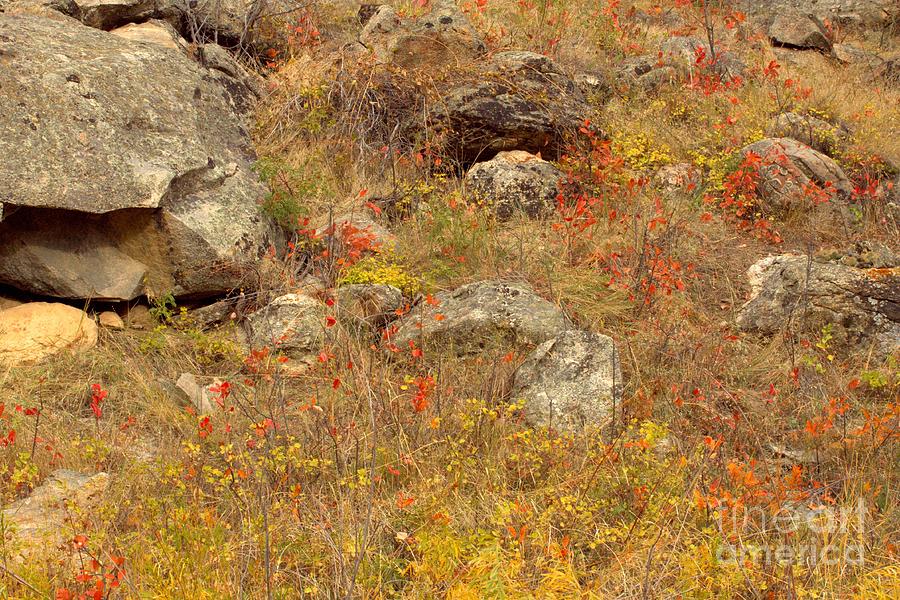 Rocks Photograph - Colors through the Rocks by Carole  Martinez