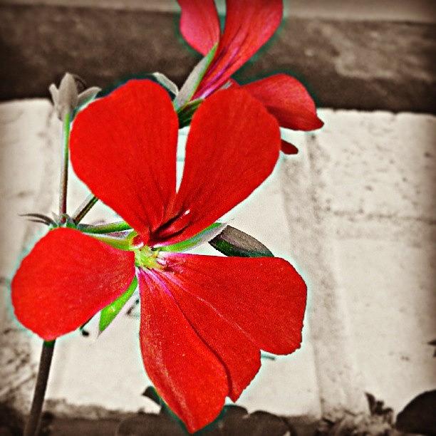 Flowers Still Life Photograph - #colorsplash #flowerporn #flower by Dalan Swenson