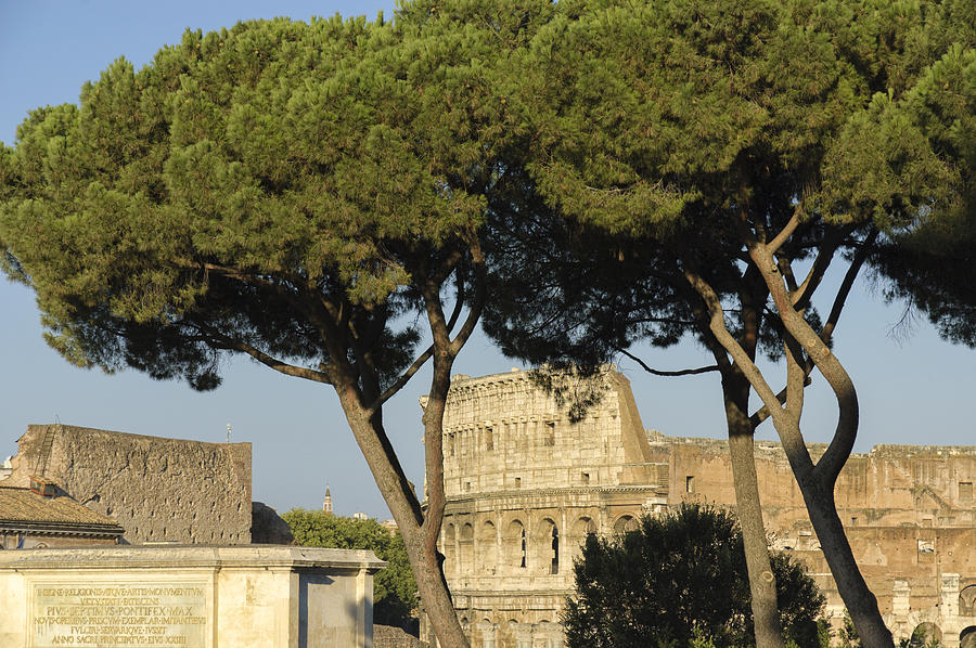 Colosseum through the trees Photograph by Marianne Campolongo
