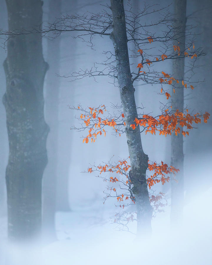 Winter Photograph - Colour & White by Fiorenzo Carozzi